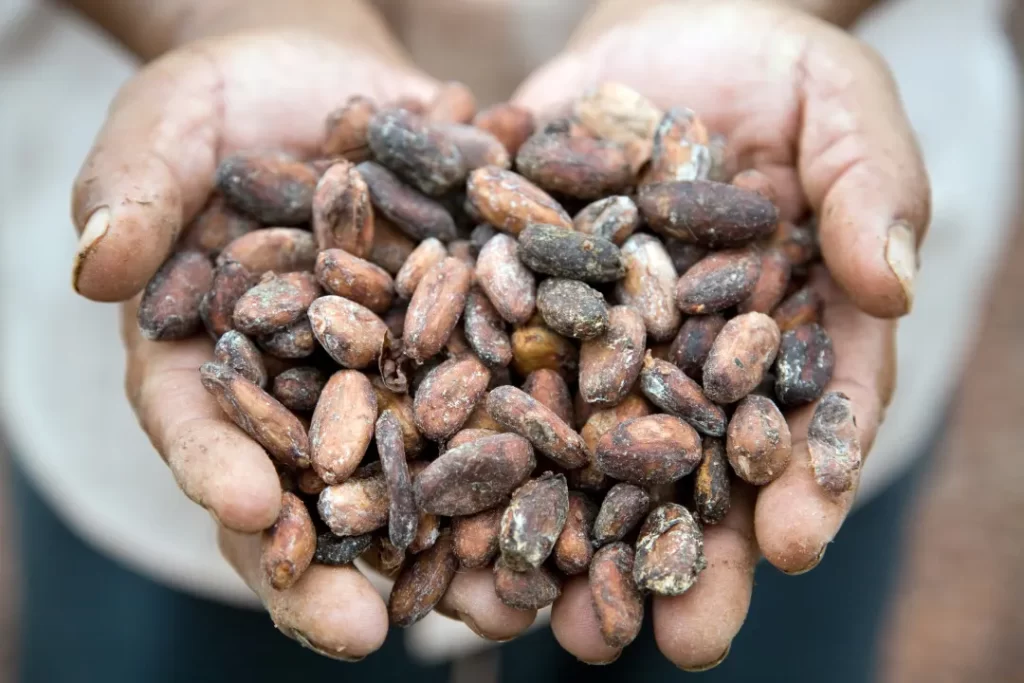 Man's hand holding organic coca seeds.