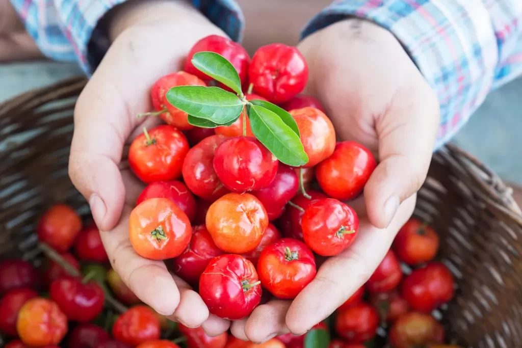 organic acerola cherry powder in man's hand.