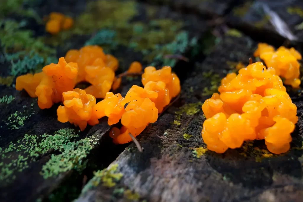 tremella mushroom benefits