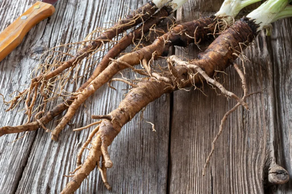 burdock root for liver