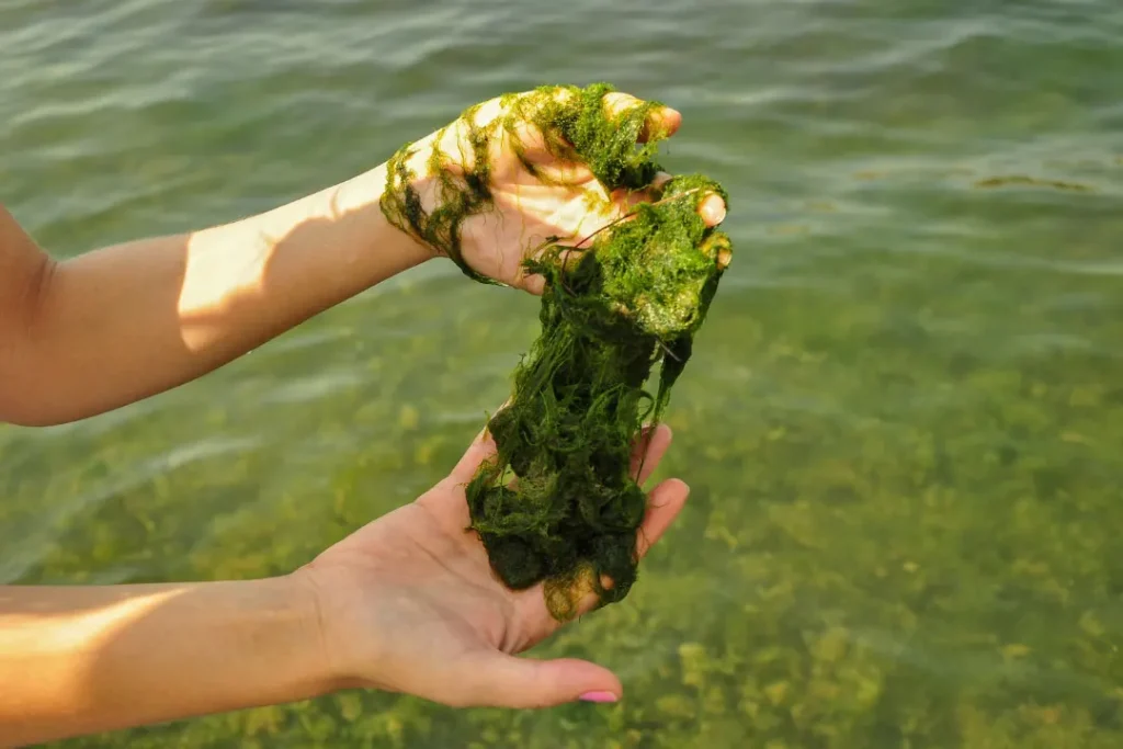 Algae in hand