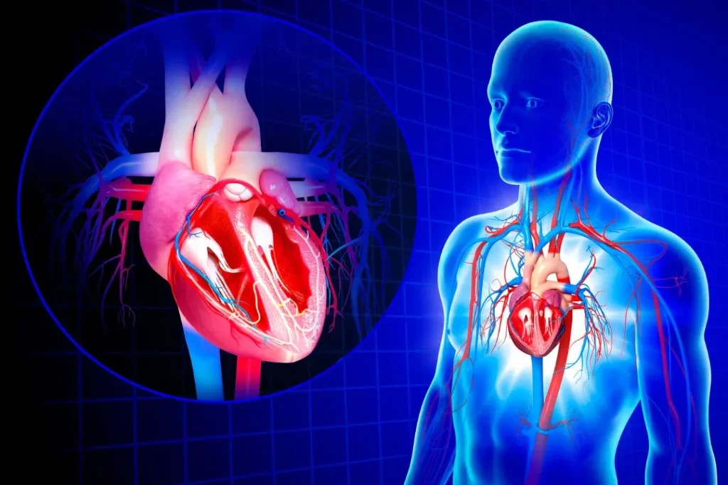 Human heart 3d generated model